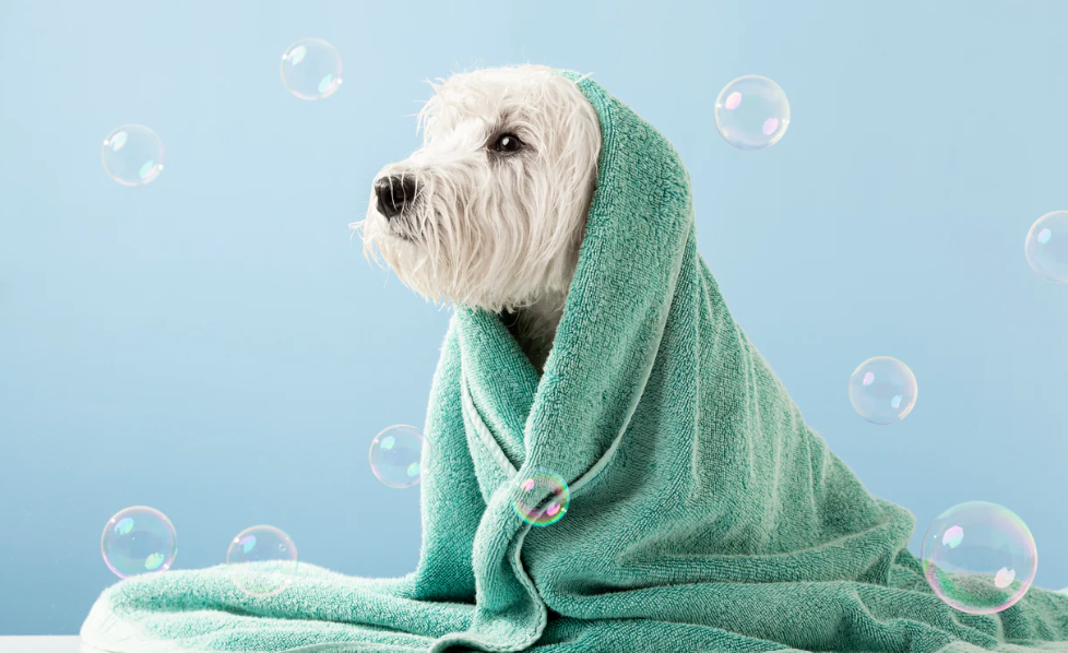 Become a Distributor for Premium Pet Care Products in Your Market